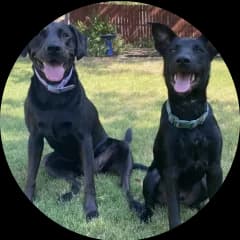 Photo of Bren McMurray's two dogs, Attie and Archie.