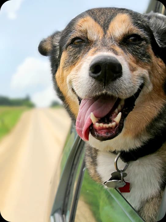 Photo of a dog sticking its head out of the window of a car.