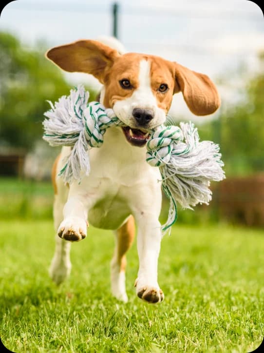 Photo of a brown and white dog running towards the camera with a toy in its mouth.