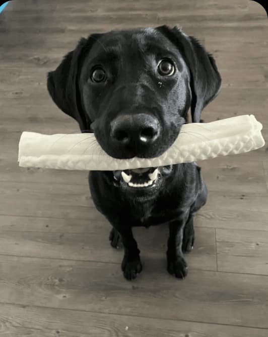 Photo of Kali, Sara Benson's dog.