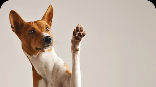 Photo of an orange and white dog with its paw up in the air.