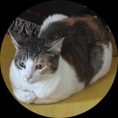 Photo of a cat named Flauta.