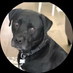 Photo of Harvey, Jonathan and Sarah Windham's dog.