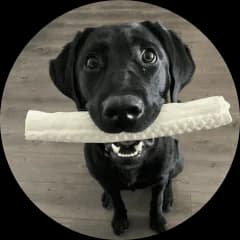 Photo of Kali, Sara Benson's dog.
