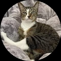 Photo of a cat named Leo.