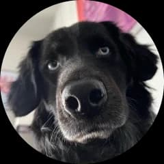 Photo of a dog named Sadie.
