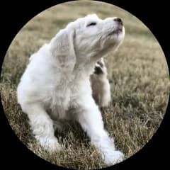 Photo of Oliver, Jonathan and Sarah Windham's dog.