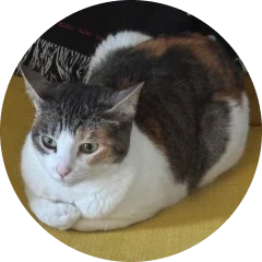 flauta